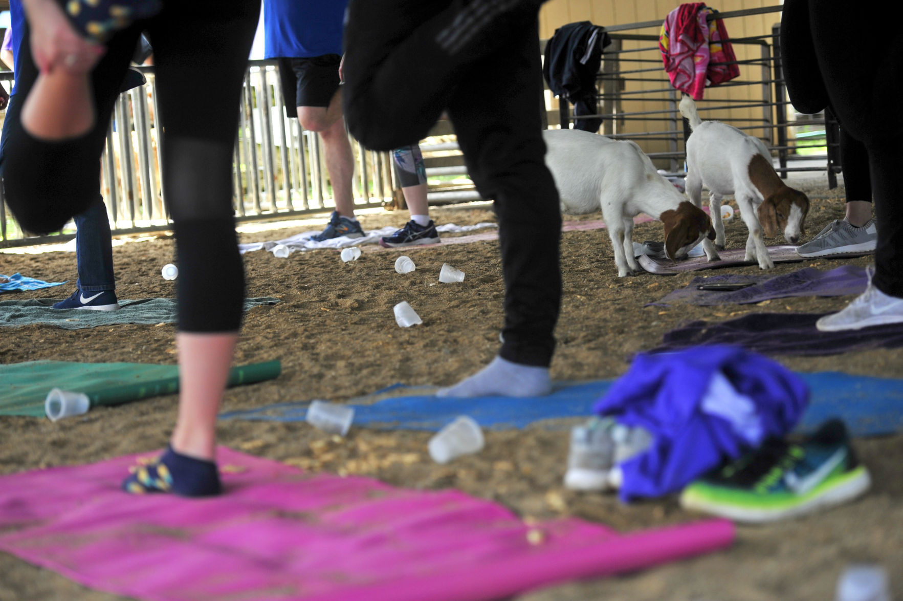 CHARLESTON GOAT YOGA 17 (06/22/19)
